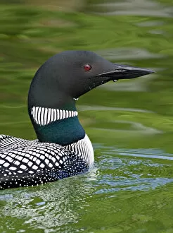 Images Dated 23rd June 2006: North America, Canada, British Columbia, Lac Le Jeune. Common Loon (Gavia immer)