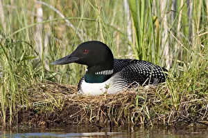 Images Dated 22nd June 2006: North America, Canada, British Columbia, Lac Le Jeune. Common Loon (Gavia immer) on nest