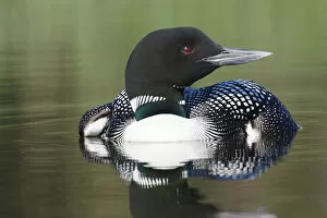 Images Dated 24th June 2006: North America, Canada, British Columbia, Lac Le Jeune. Common Loon (Gavia immer)
