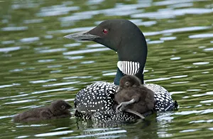 Images Dated 23rd June 2006: North America, Canada, British Columbia, Lac Le Jeune. Common Loon (Gavia immer)