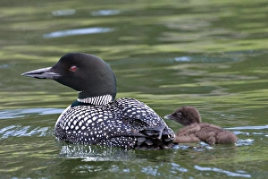Images Dated 22nd June 2006: North America, Canada, British Columbia, Lac Le Jeune. Common Loon (Gavia immer)