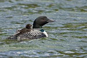 Images Dated 22nd June 2006: North America, Canada, British Columbia, Lac Le Jeune. Common Loon (Gavia immer)