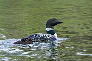 Images Dated 23rd June 2006: North America, Canada, British Columbia, Lac Le Jeune. Common Loon (Gavia immer)
