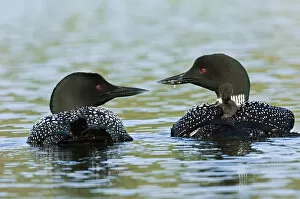 Images Dated 24th June 2006: North America, Canada, British Columbia, Lac Le Jeune. Common Loon (Gavia immer)