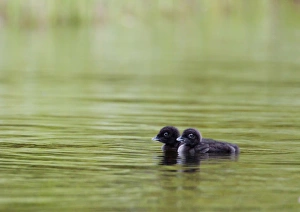Images Dated 27th June 2011: North America, Canada, British Columbia. Two Common Loon, chicks, (Gavia immer)