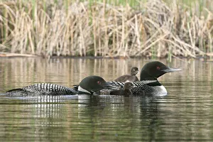 Images Dated 29th June 2011: North America, Canada, British Columbia. Common Loon, (Gavia immer) family. One adult