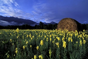 Images Dated 2nd January 2009: North America, Canada, British Columbia, Kitwanga. Yellow flowers and freshly rolled