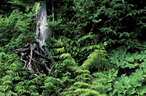 Images Dated 2nd January 2009: North America, Canada, British Columbia. Forest along Skeena River