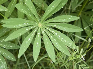 Images Dated 4th June 2007: North America, Canada, British Columbia, Vancouver Island. Lupine (Lupinus) leaf
