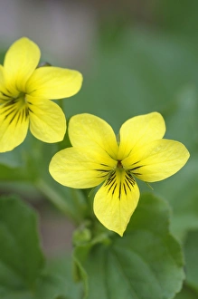 Images Dated 19th April 2009: North America, Canada, British Columbia, Vancouver Island. Stream Violet (Viola glabella)