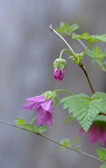 North America, Canada, British Columbia, Vancouver Island