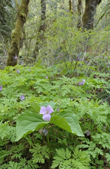 North America, Canada, British Columbia, Vancouver Island