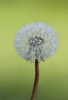 Images Dated 8th May 2009: North America, Canada, British Columbia, Vancouver Island. Dandelion