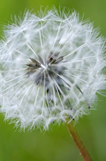 Images Dated 8th May 2009: North America, Canada, British Columbia, Vancouver Island. Dandelion