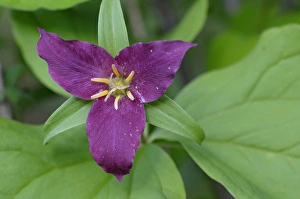 North America, Canada, British Columbia, Vancouver Island
