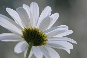 Images Dated 10th June 2009: North America, Canada, British Columbia, Vancouver Island. Daisy
