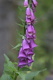 North America, Canada, British Columbia, Vancouver Island. Foxglove (Digitalis purpurea)