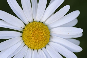 Images Dated 10th June 2009: North America, Canada, British Columbia, Vancouver Island. Daisy