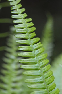 Images Dated 22nd June 2009: North America, Canada, British Columbia. Western sword fern (Polystichum munitum)