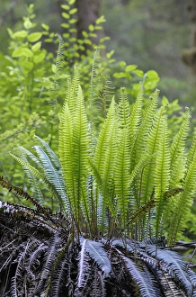 Images Dated 22nd June 2009: North America, Canada, British Columbia. Western sword fern (Polystichum munitum)