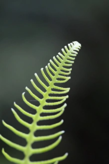 Images Dated 22nd June 2009: North America, Canada, British Columbia. Western sword fern (Polystichum munitum)