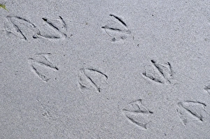Images Dated 5th August 2009: North America, Canada, British Columbia, Sidney Island. Gull footprints in the sand