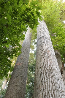 Images Dated 5th August 2009: North America, Canada, British Columbia, Sidney Island