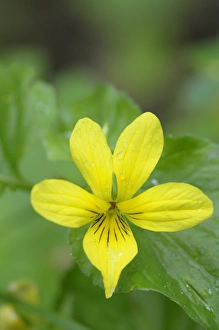 Images Dated 2nd May 2010: North America, Canada, British Columbia, Vancouver Island. Stream Violet (Viola glabella)