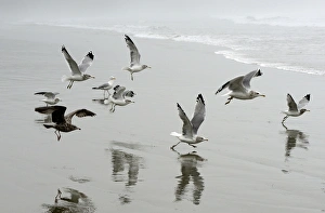 Images Dated 28th September 2012: North America, Canada, British Columbia, Vancouver Island. Gulls flying on Florencia Beach