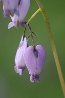 Images Dated 7th May 2010: North America, Canada, British Columbia, Vancouver Island. Pacific Bleeding Heart