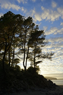 Images Dated 27th September 2012: North America, Canada, British Columbia, Vancouver Island. Gnarled trees at sunset