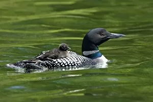 Images Dated 22nd June 2006: North America, Canada, British Columbia, Lac Le Jeune. Common Loon (Gavia immer)