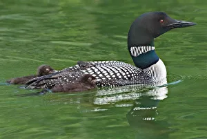 Images Dated 23rd June 2006: North America, Canada, British Columbia, Lac Le Jeune. Common Loon (Gavia immer)