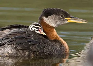 Images Dated 22nd June 2006: North America, Canada, British Columbia, Logan Lake. Red-necked Grebe (Podiceps grisegena)