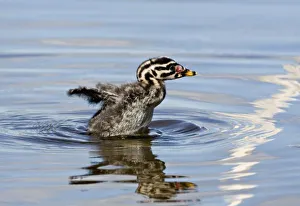Images Dated 23rd June 2006: North America, Canada, British Columbia, Logan Lake. Red-necked Grebe (Podiceps grisegena)