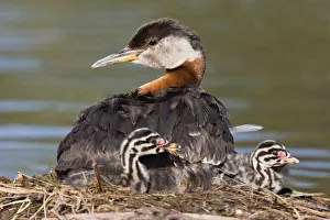 Images Dated 22nd June 2006: North America, Canada, British Columbia, Logan Lake. Red-necked Grebe (Podiceps grisegena)