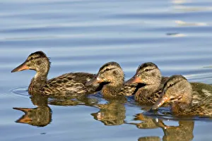 Images Dated 23rd June 2006: North America, Canada, British Columbia, Logan Lake. Four Mallards (Anas platyrhynchos)