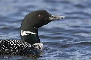 Images Dated 21st June 2007: North America, Canada, British Columbia. Portrait of a Common Loon (Gavia immer)