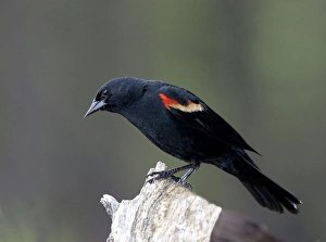 Images Dated 28th June 2011: North America, Canada, British Columbia. Red-winged Blackbird (Agelaius phoeniceus)