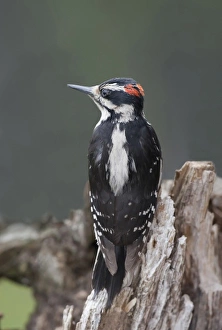 Images Dated 28th June 2011: North America, Canada, British Columbia. Young male Downy Woodpecker (Picoides pubscens)