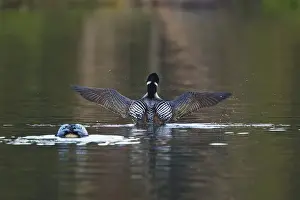 Images Dated 17th June 2008: North America, Canada, British Columbia near Kamloops, Common Loon (Gavia immer)