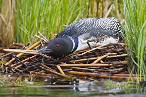 Animal Behavior Prints: North America, Canada, British Columbia near Kamloops, Common Loon (Gavia immer)