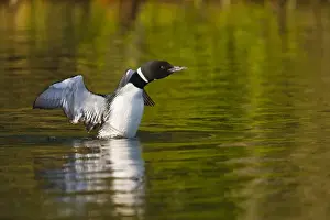Images Dated 17th June 2008: North America, Canada, British Columbia near Kamloops, Common Loon (Gavia immer)