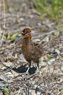 Images Dated 15th June 2008: North America, Canada, British Columbia near Kamloops, Common Snipe (Gallinago gallinago