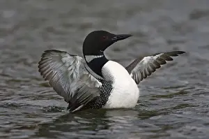 Images Dated 14th June 2008: North America, Canada, British Columbia near Kamloops, Common Loon (Gavia immer)