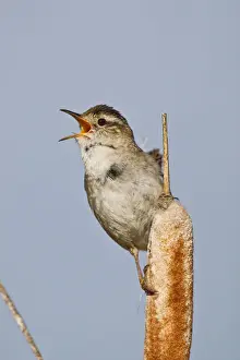 Images Dated 18th June 2008: North America, Canada, British Columbia near Kamloops, Marsh Wren (Cistothorus palustris)