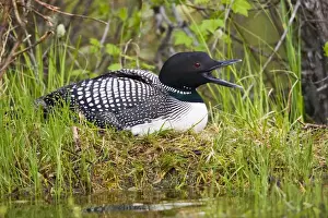 Images Dated 17th June 2008: North America, Canada, British Columbia near Kamloops, Common Loon (Gavia immer)