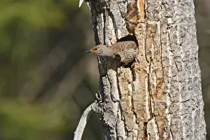 Images Dated 16th June 2008: North America, Canada, British Columbia near Kamloops, Northern Flicker (Colaptes auratus)