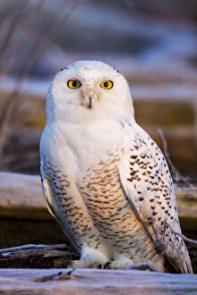British Columbia Collection: North America; Canada; British Columbia; Snowy Owl Waiting for Prey