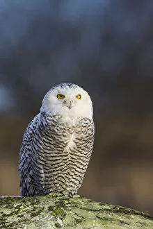 British Columbia Collection: North America; Canada; British Columbia; Snowy Owl Waiting for Prey